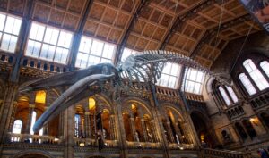 The Natural History Museum - Best in london